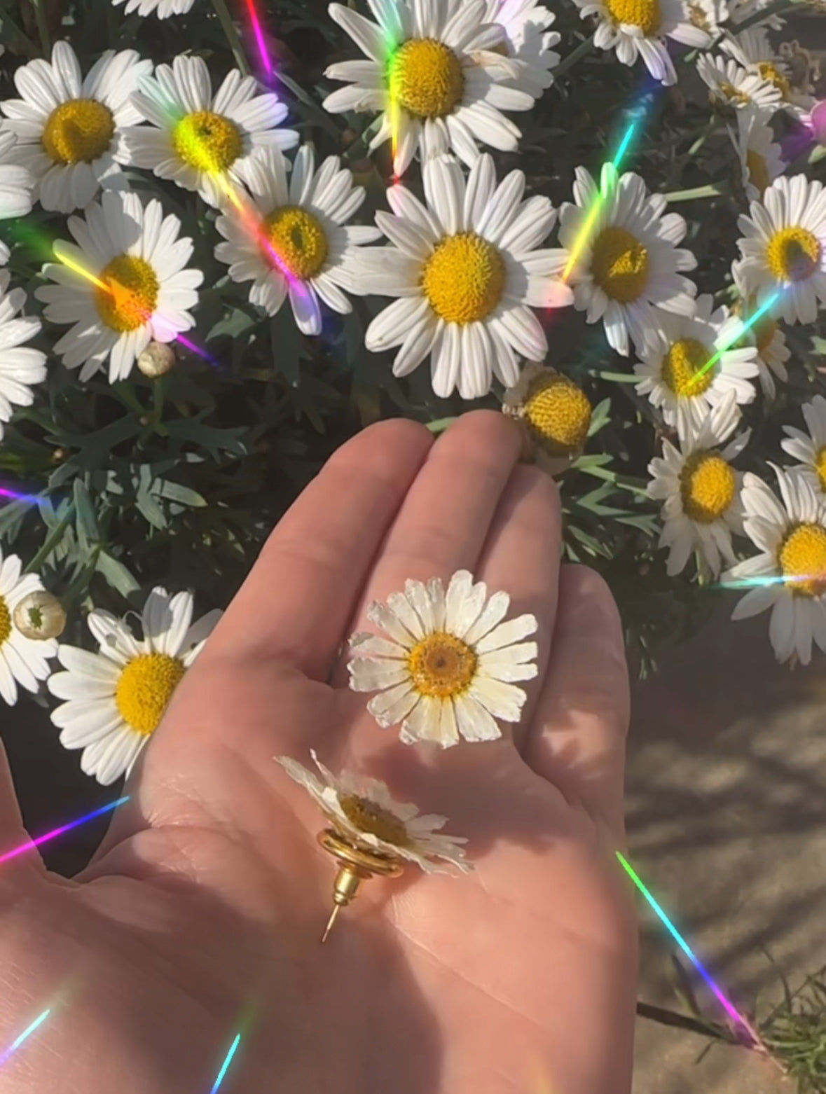 Ohrstecker Sommeblume